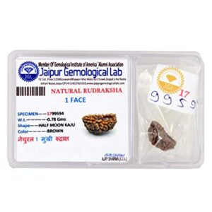 Original 1 mukhi Himalayan Rudraksha with Gemological Lab certificate