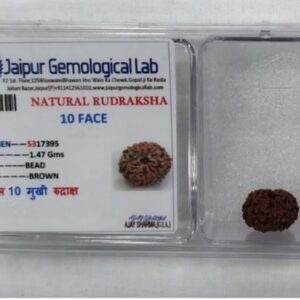 Original 10 mukhi Himalayan Rudraksha with Gemological Lab certificate