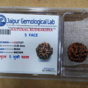Original 5 mukhi Himalayan Rudraksha with Gemological Lab certificate