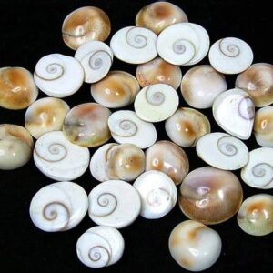 GOMTI CHAKRA (15- ORIGINAL FROM GOMTI RIVER)