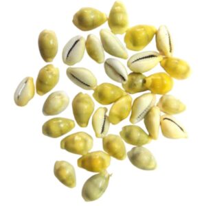 Yellow Lakshmi Kaudi | Peeli Kowdi Cowrie Sea Shell Vastu Shastra Remedies for Lakshmi & Diwali Pooja